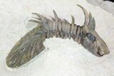 Undescribed Trilobite (aff Bojoscutellum) - Rare! #96824-3